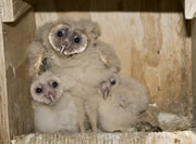 Allstate Animal Control photo baby barn owls